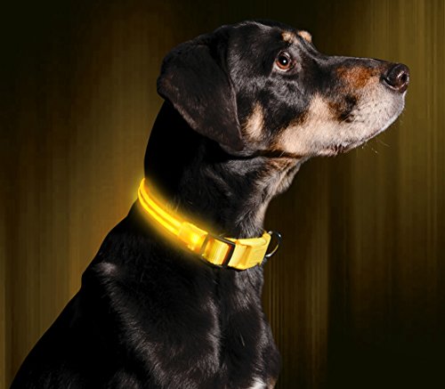 light up led dog collar illumiseen rechargeable glow in the dark safety collar yinzbuy