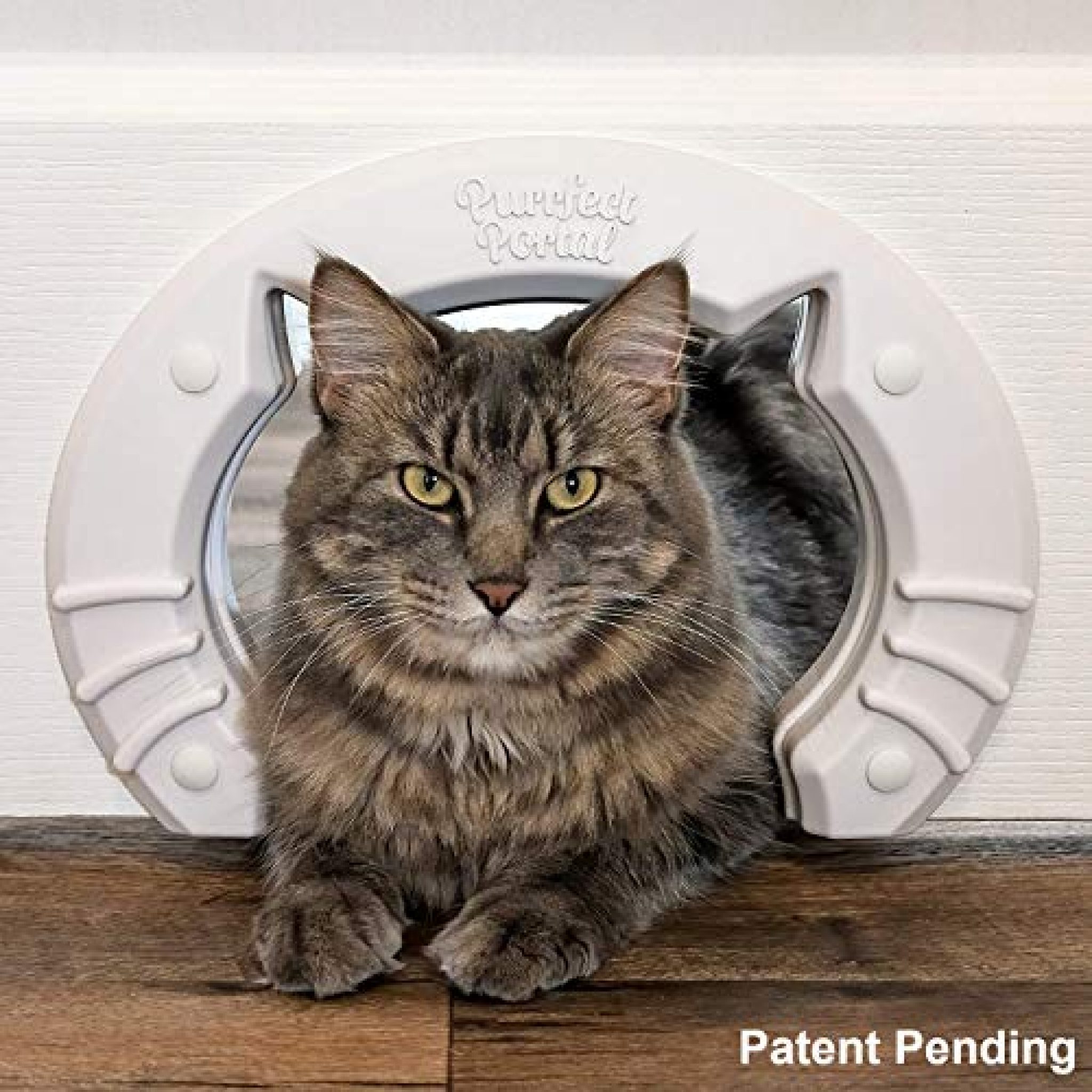 The Purrfect Guide To Types Of Indoor Cats: Selecting Your Feline Companion