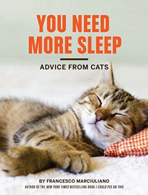 cat jokes you need more sleep advice from cats