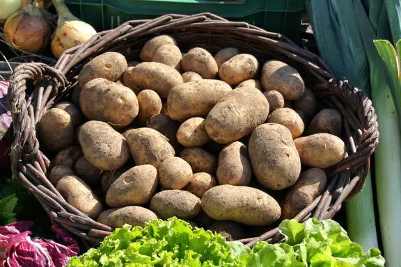 grow potatoes at home with a potato grow bag