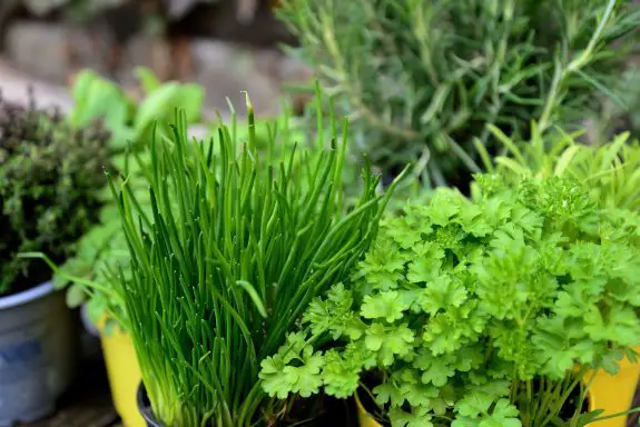 how to grow an indoor herb garden planting options and choices