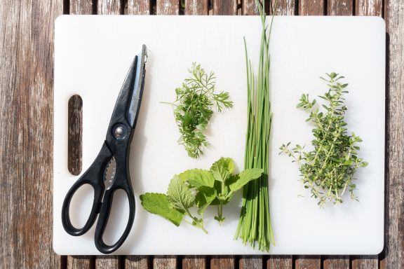 indoor herb garden cuttings and growth