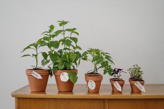 indoor herb garden with nursery tags in pots