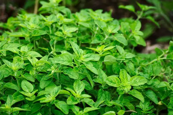 indoor herbs easy to grow oregano leaves