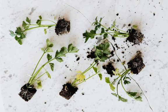 parsley sprouted plant rooted herb growth