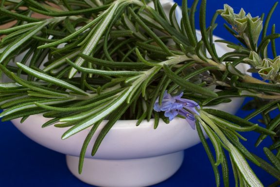 rosemary easy to grow herb for indoor garden