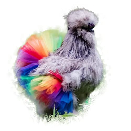 chicken tutu rainbow chicken with tutu outfit yinzbuy