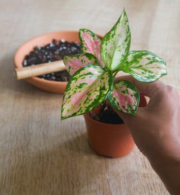 office plant hot pink chinese evergreen
