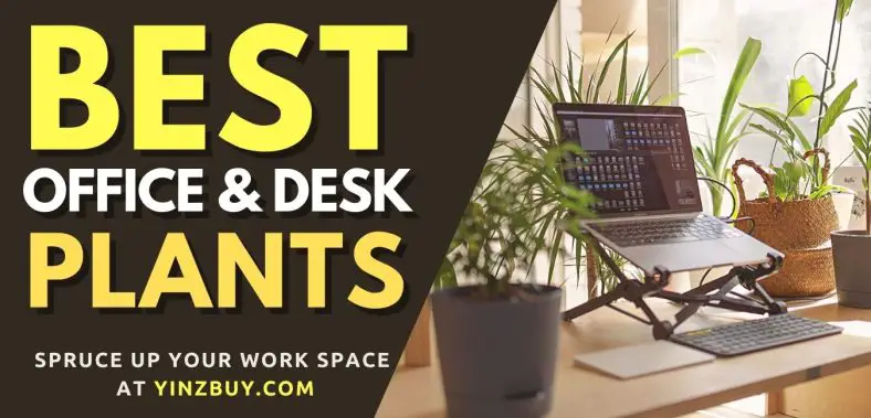 Which Plants are Best for an Office Desk? Spruce Up Work! - Yinz Buy