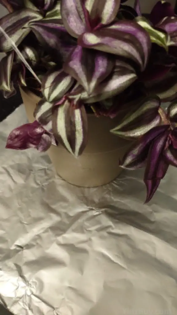 How to foil wrap a potted plant step 3 place plant in center copyright yinzbuy