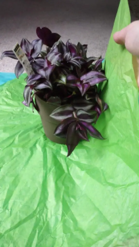 how to wrap a large planted pot step 5 pull paper up one side of pot copyright yinzbuy