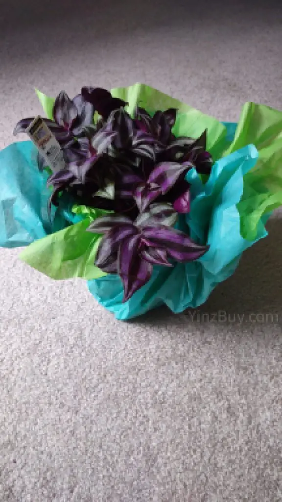 how to wrap a large planted pot step 7 repeat folds around the pot copyright yinzbuy