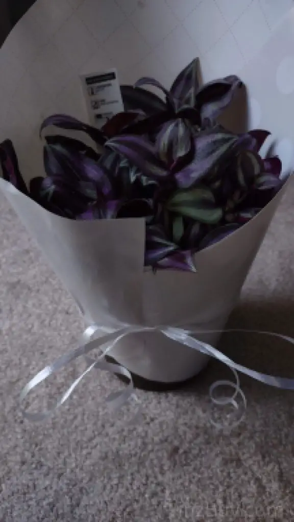 how to wrap a short plant step 7 add a ribbon or bow copyright yinzbuy